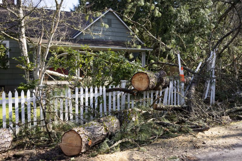 Storm-Damaged Tree