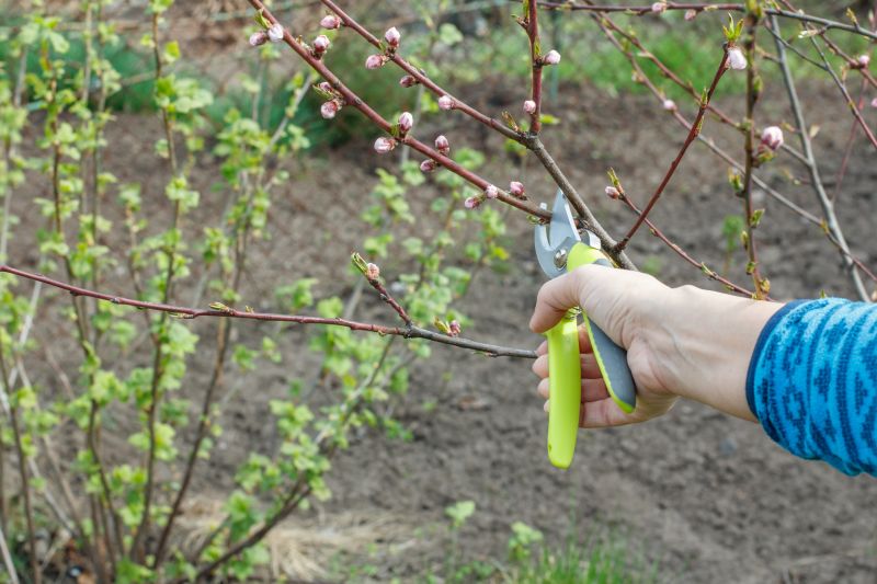 Pear Trees Pruning