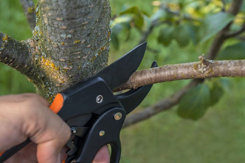 River Birch Pruning