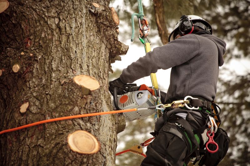 Professional Arborist at Work