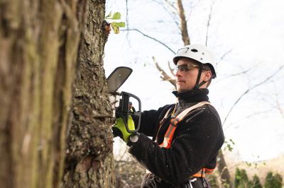 Expert Tree Trimming