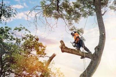 Healthy Tree Care