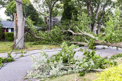 Emergency Tree Care