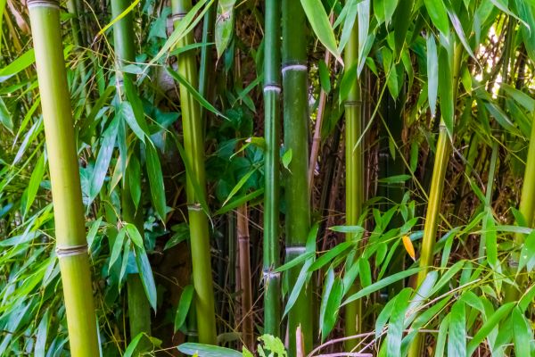 Cost of Bamboo Trimming in Foley