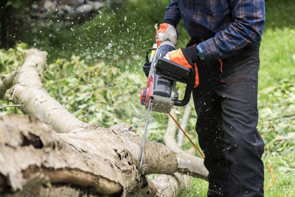 Cost of Branch Removal Service in Foley