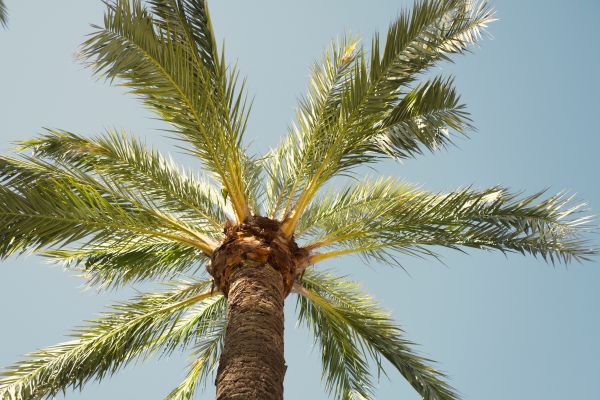 Palm Tree Pruning in Foley
