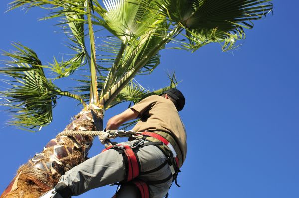 Palm Tree Trimming in Foley