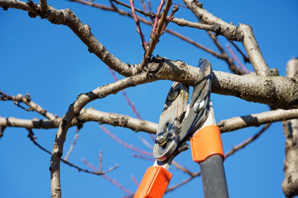 Residential Tree Service in Foley