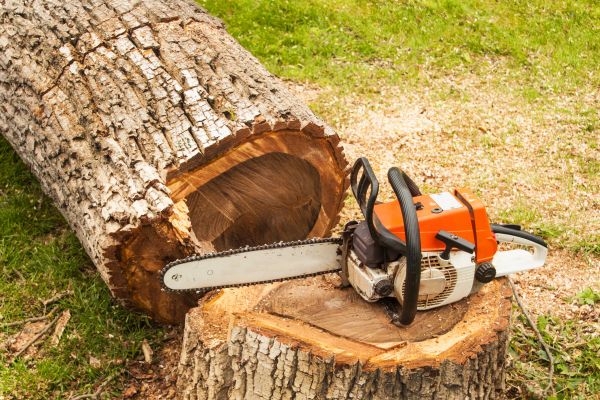Tree Cutting Service in Foley