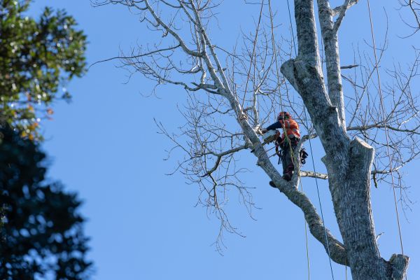 Cost of Tree Topping Service in Foley