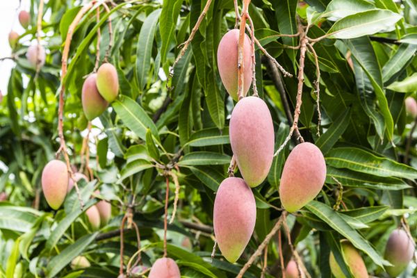 Cost of Mango Tree Trimming in Foley