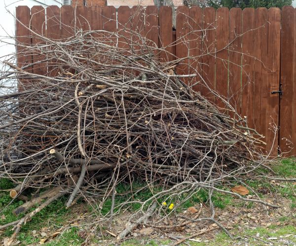 Cost of Dead Branch Removal in Foley
