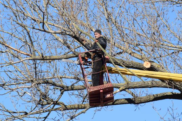 Cost of Emergency Tree Trimming in Foley