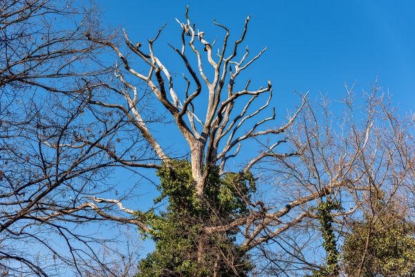 Cost of Deadwood Removal in Foley