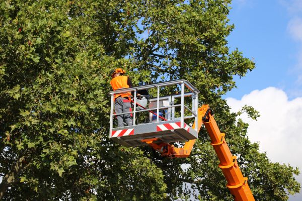 Commercial Tree Service in Foley