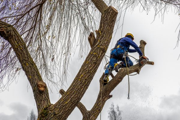 Cost of Tree Maintenance Service in Foley