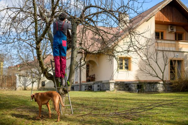 Cost of Residential Tree Trimming in Foley
