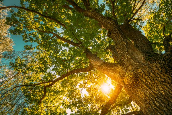Cost of Oak Tree Pruning in Foley