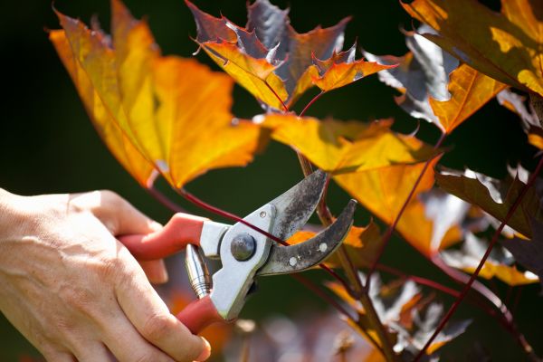 Cost of Maple Tree Pruning in Foley