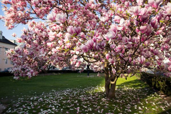 Cost of Magnolia Tree Pruning in Foley