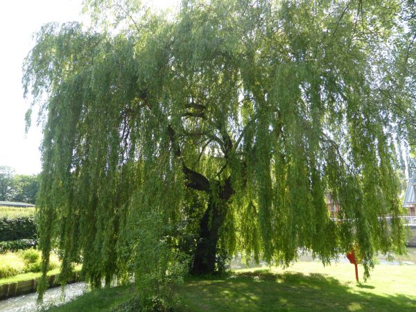 Cost of Willow Tree Trimming in Foley