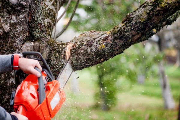 Cost of Tree Limbs Removal in Foley