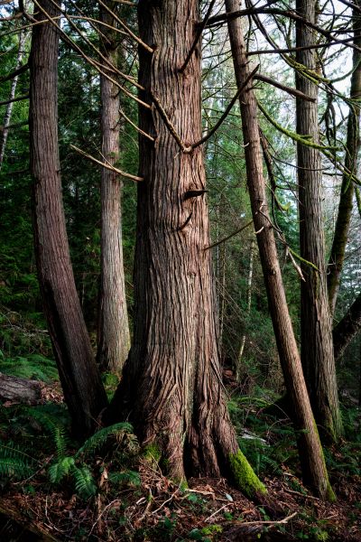 Cost of Cedar Tree Trimming in Foley