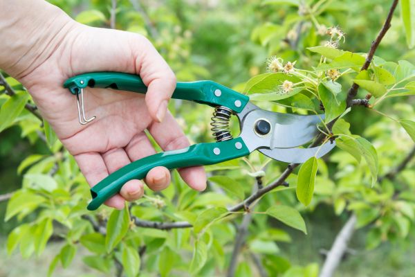 Cost of Pear Tree Pruning in Foley