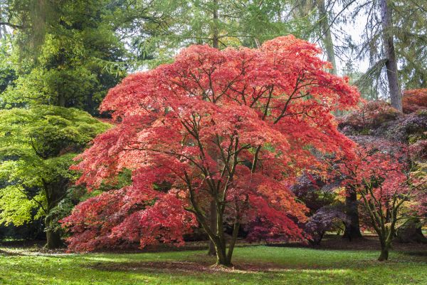 Japanese Maple Pruning in Foley