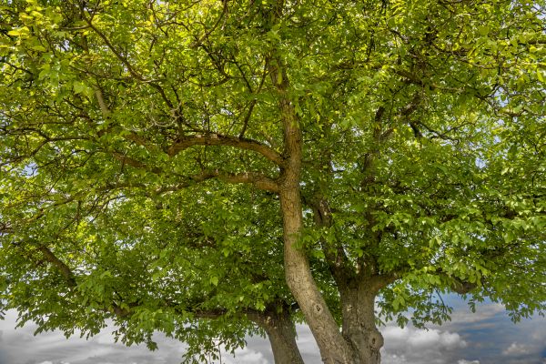 Cost of Walnut Tree Trimming in Foley