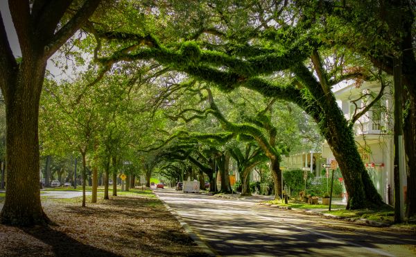 Cost of Tree Canopy Thinning in Foley