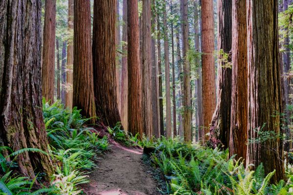 Cost of Redwood Tree Trimming in Foley