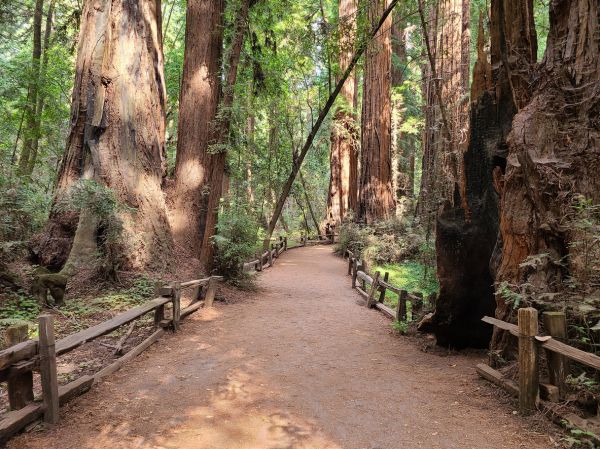 Cost of Redwood Tree Pruning in Foley