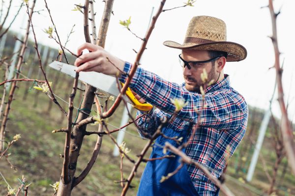 Cost of Orchard Tree Pruning in Foley