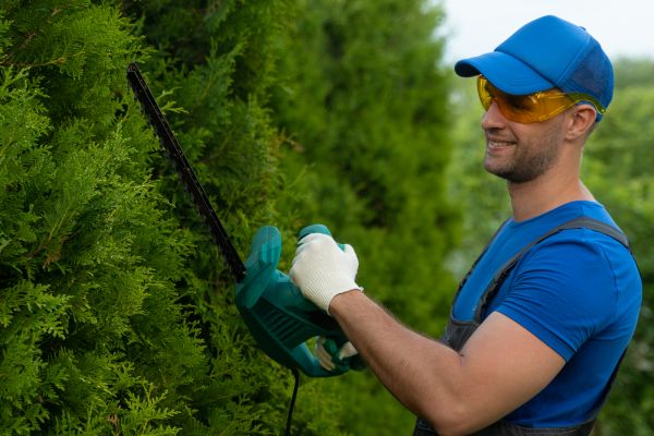 Cost of Tree Shaping Service in Foley
