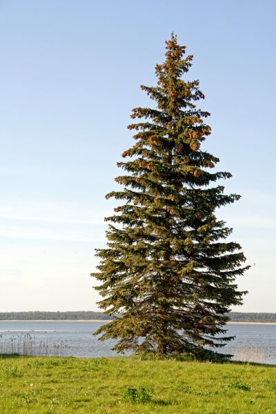 Cost of Spruce Tree Pruning in Foley