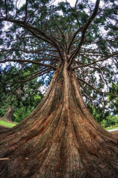 Cost of Cedar Tree Pruning in Foley