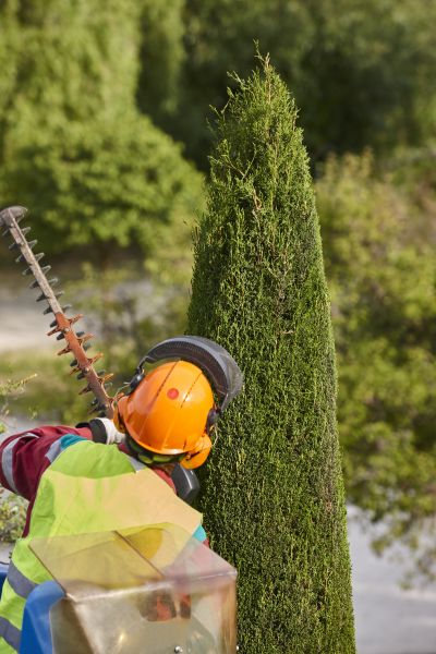 Cost of Cypress Tree Trimming in Foley