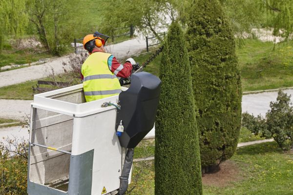 Cost of Cypress Tree Pruning in Foley