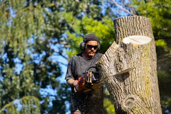 Cost of Ash Tree Pruning in Foley