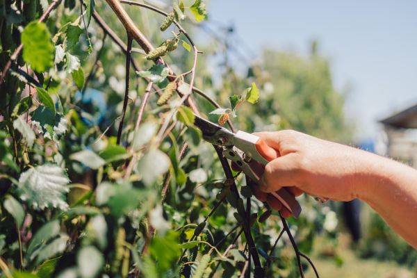 Cost of Birch Tree Pruning in Foley