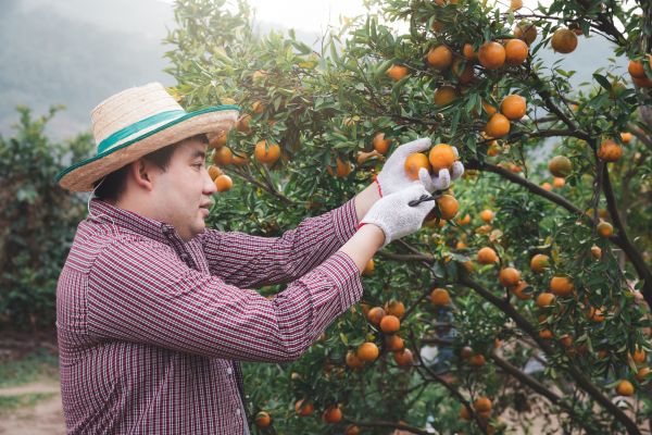 Cost of Orange Tree Pruning in Foley