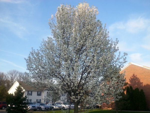 Cost of Bradford Pear Tree Pruning in Foley