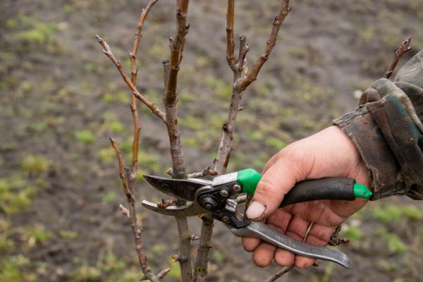 Cost of Pear Trees Pruning in Foley