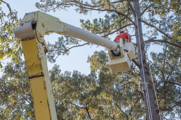 Cost of Limbs Trimming in Foley