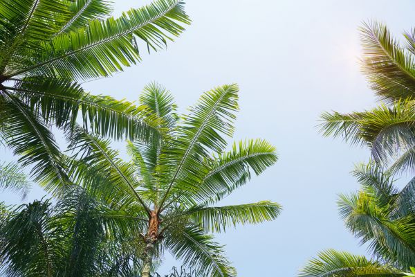 Cost of Queen Palm Tree Trimming in Foley