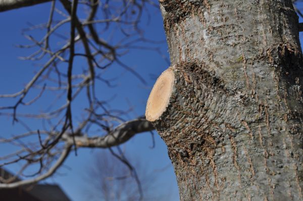 Cost of Limb Pruning in Foley