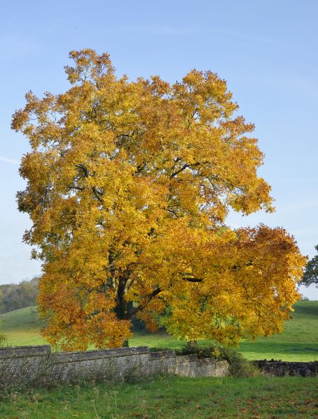 Cost of Hickory Tree Trimming in Foley