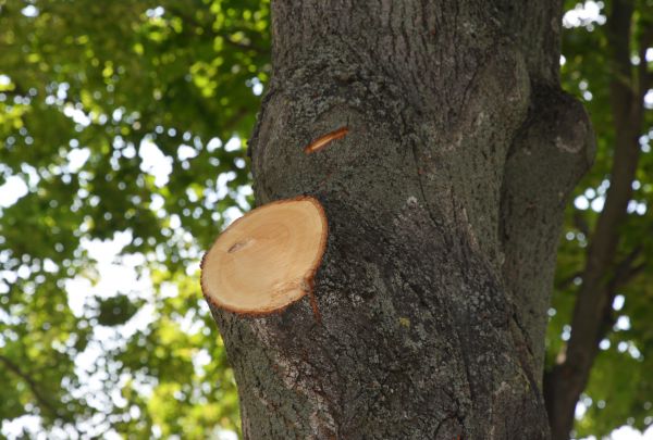 Cost of Limb Cutting in Foley