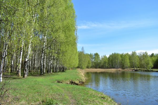 Cost of River Birch Pruning in Foley